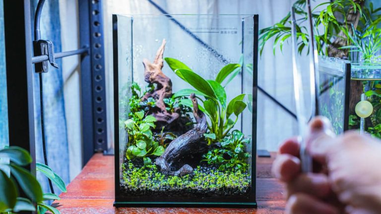 癒やしの空間を作るネイチャーアクアリウム